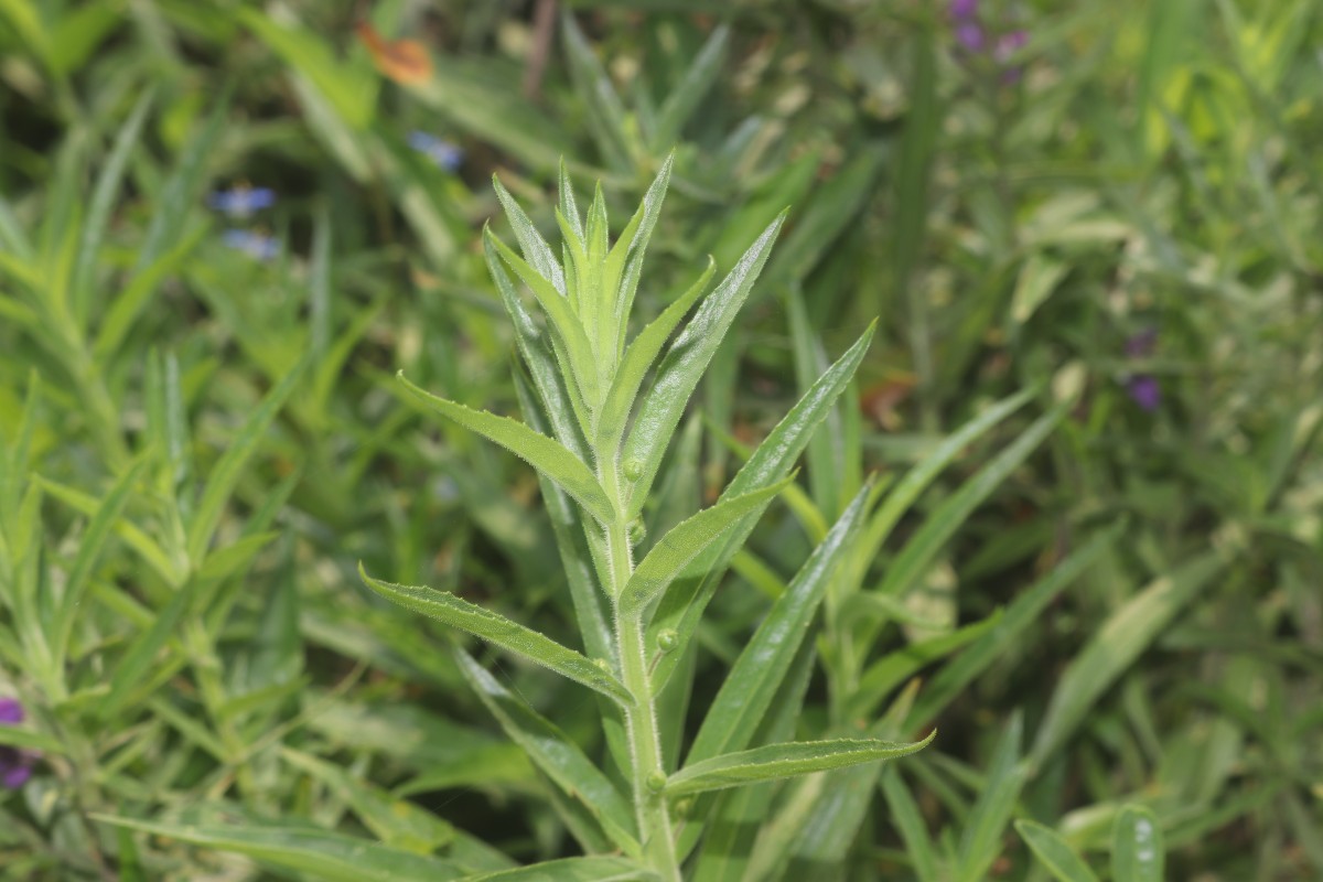 Angelonia salicariifolia Bonpl.